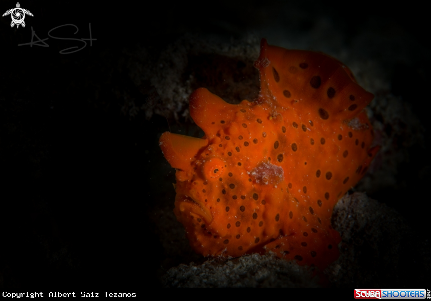 A Frogfish