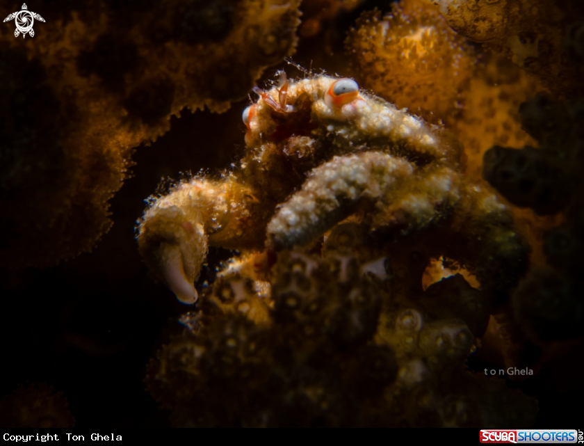 A Blue eyed coral crab
