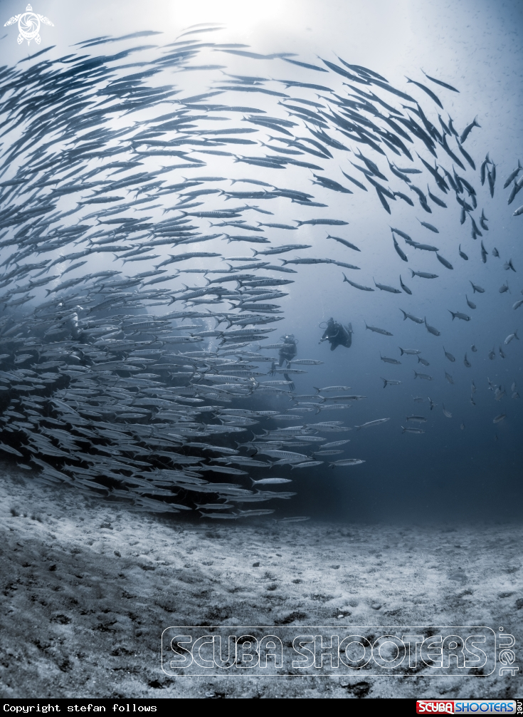 A Chevron Barracuda