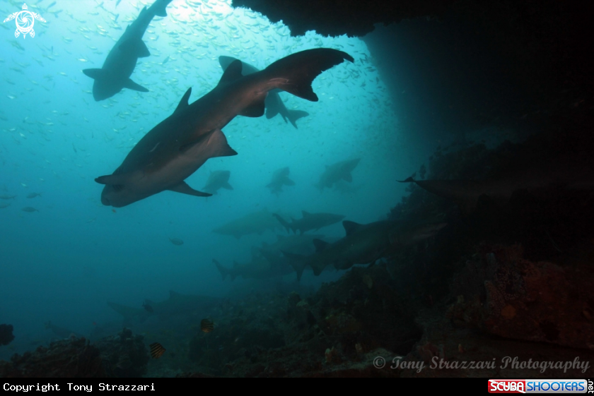 A Grey nurse shark