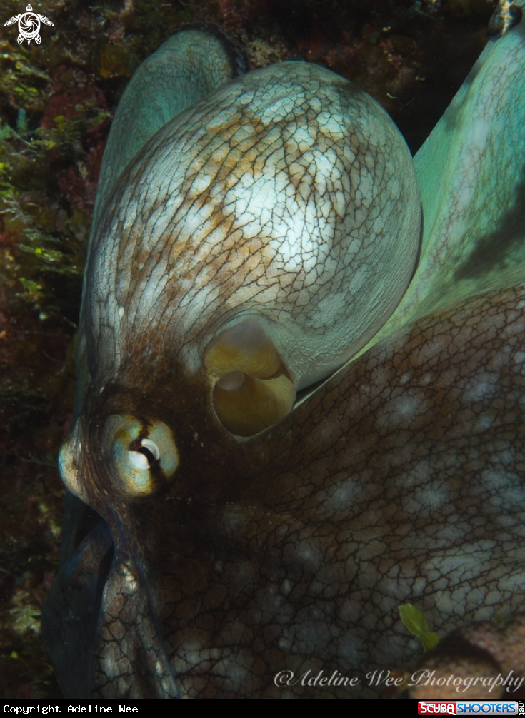 A Caribbean reef octopus