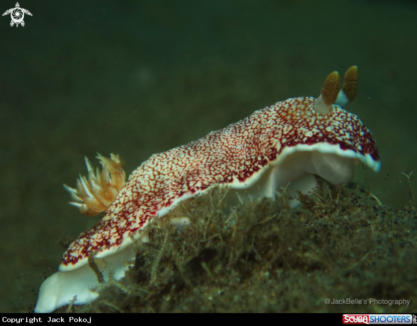 A Goniobranchus reticulatus
