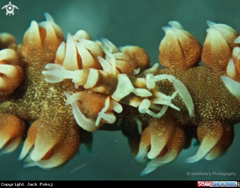 A Whip Coral Shrimp