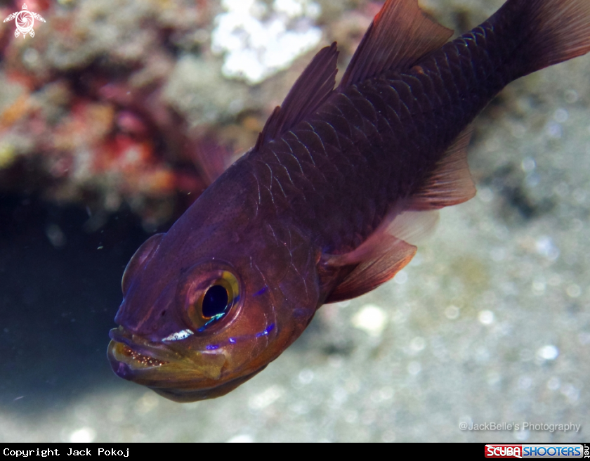 A Cardinal Fish