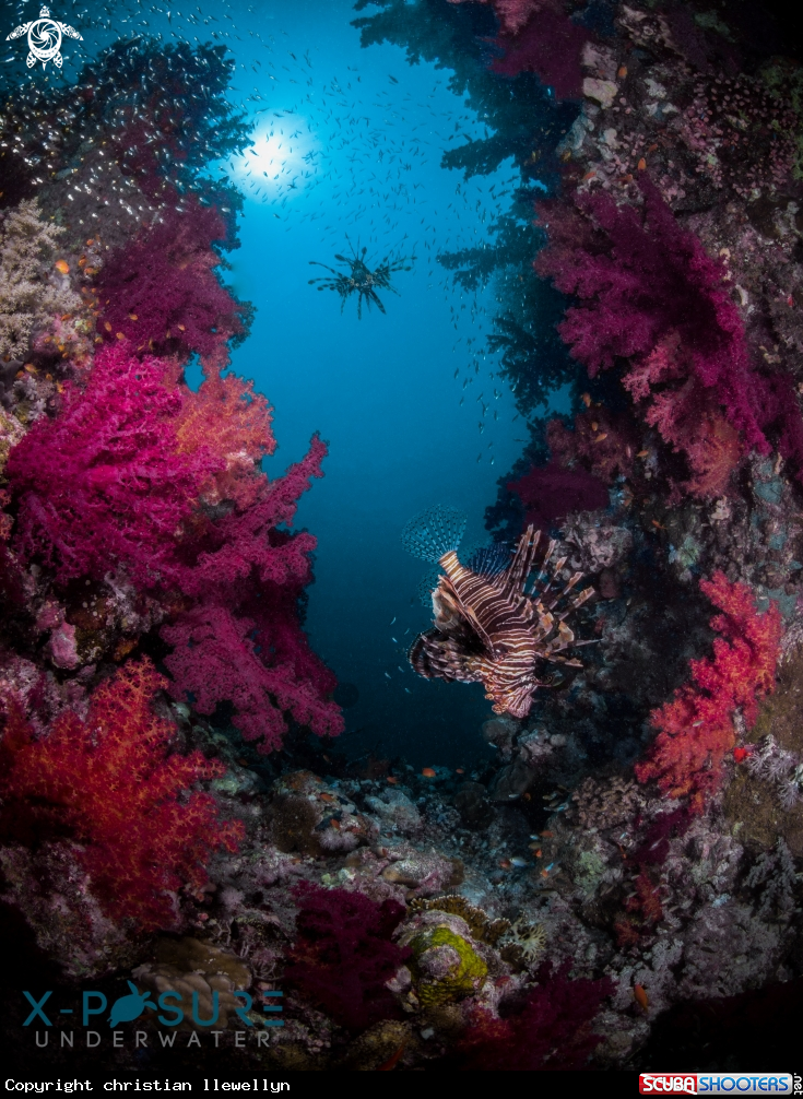 A Lionfish