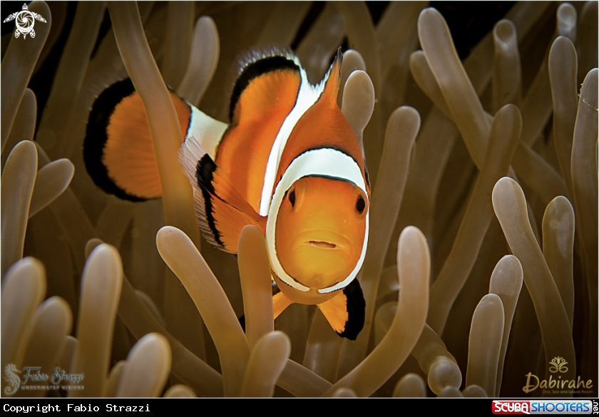 A Anemonefish