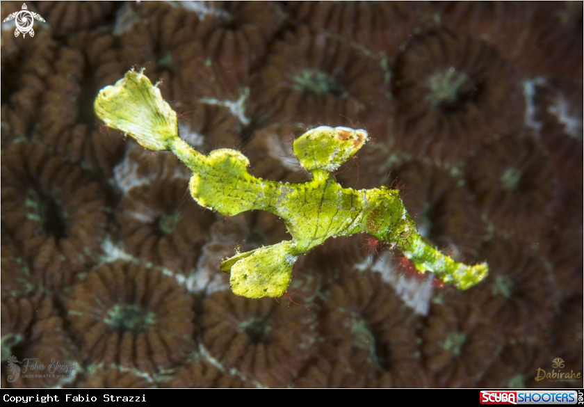 A Robust ghost pipefish