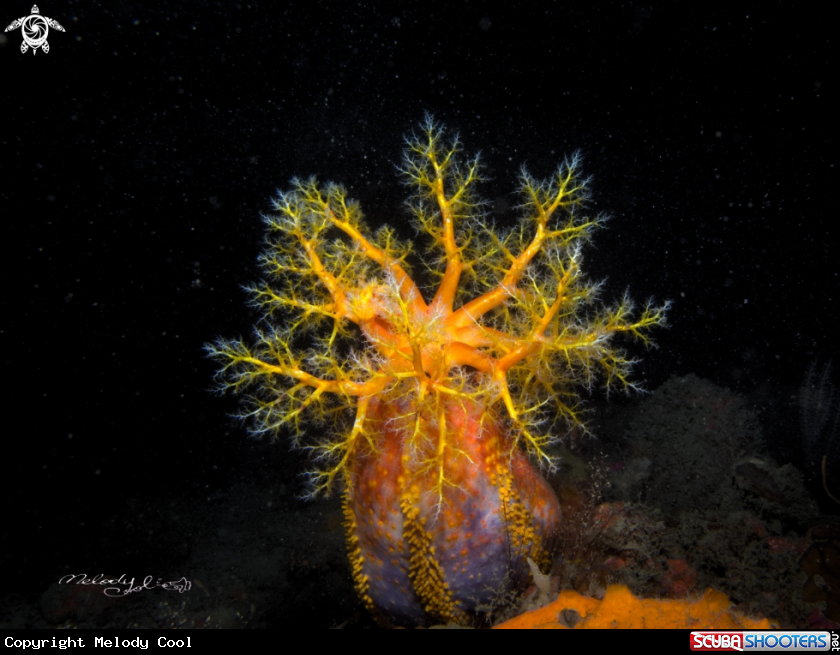 A sea apple 