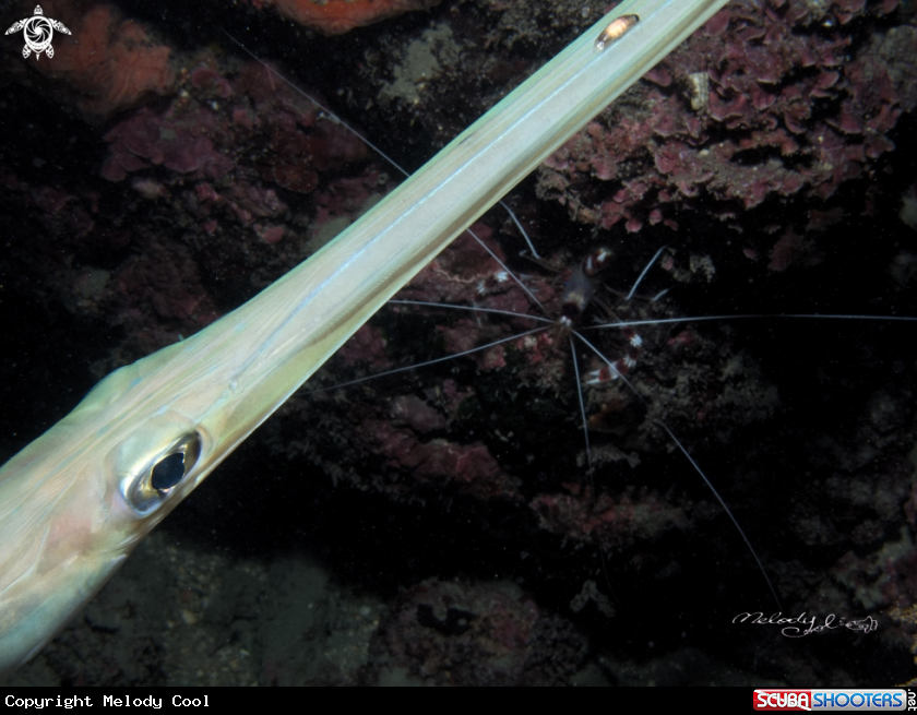 A pipe fish