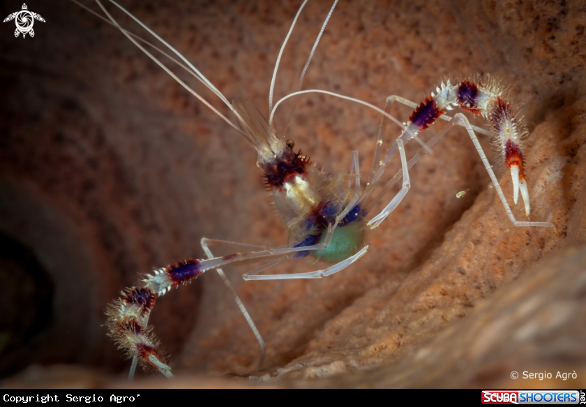 A Banded Coral Shrimp