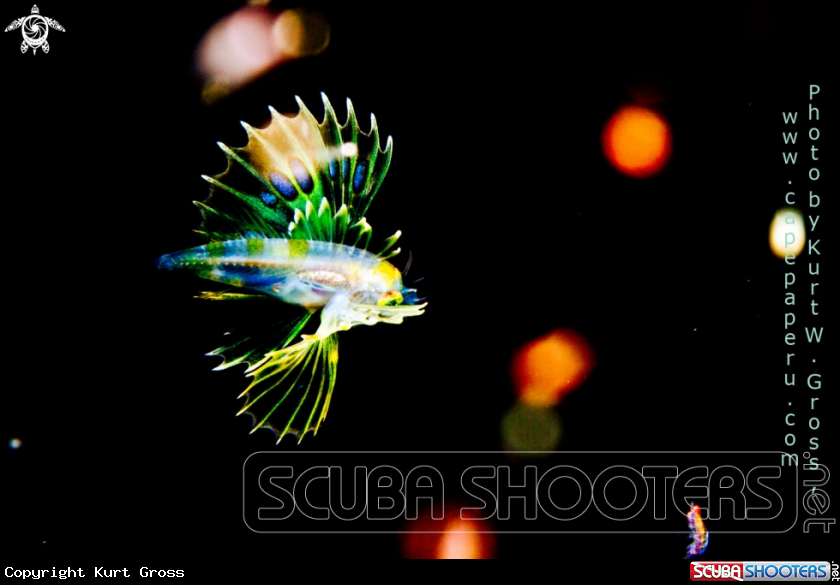 A Lion Fish juv.