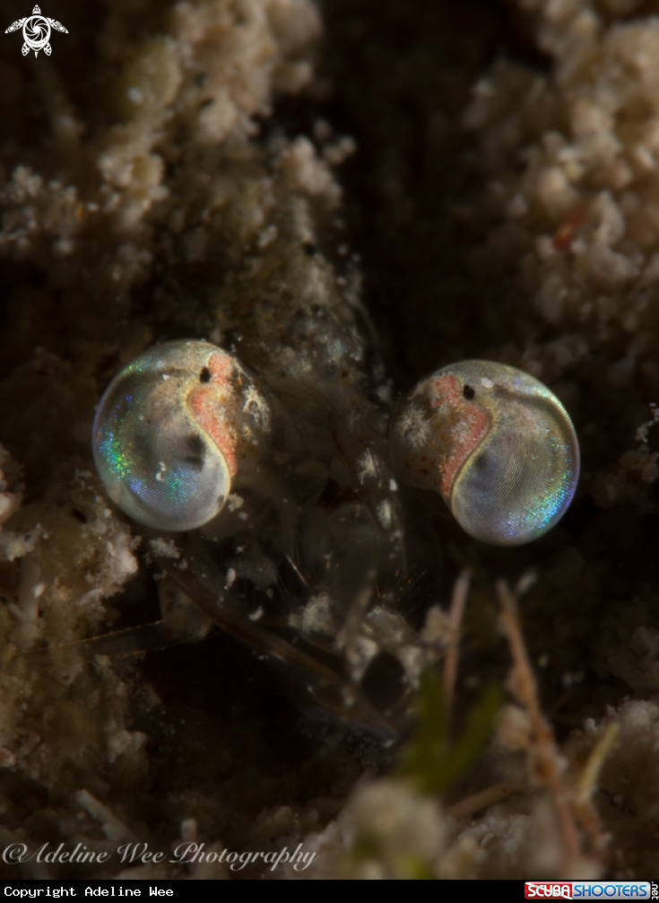 A Caribbean velvet shrimp