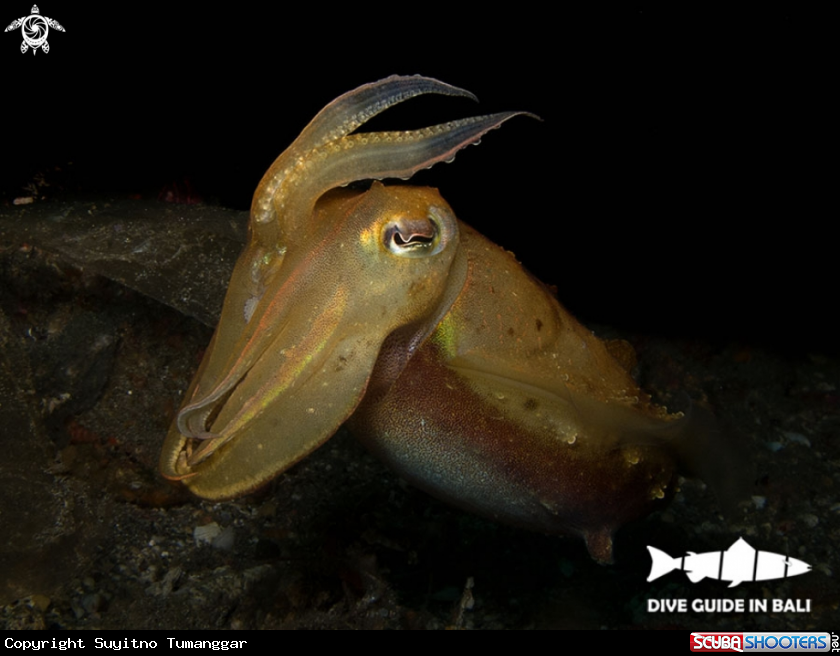 A Sepia latimanus