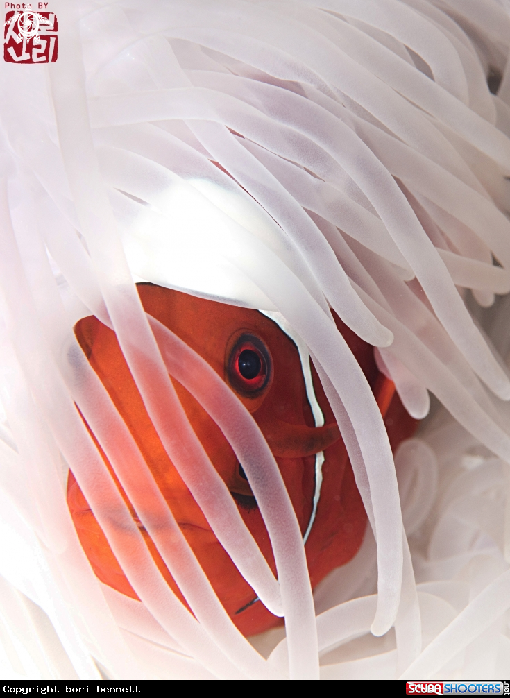A anemonefish