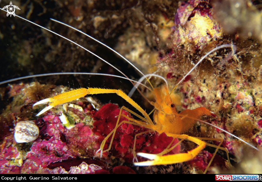 A Stenopus spinosus