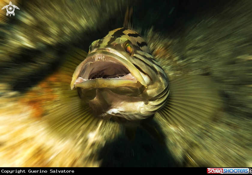 A Epinephelus costae