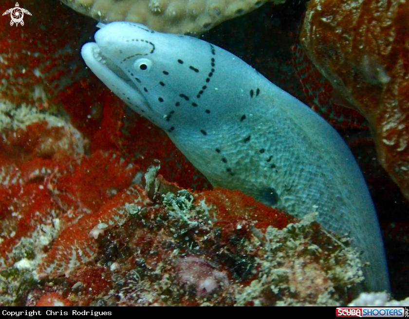 A Geometric moray