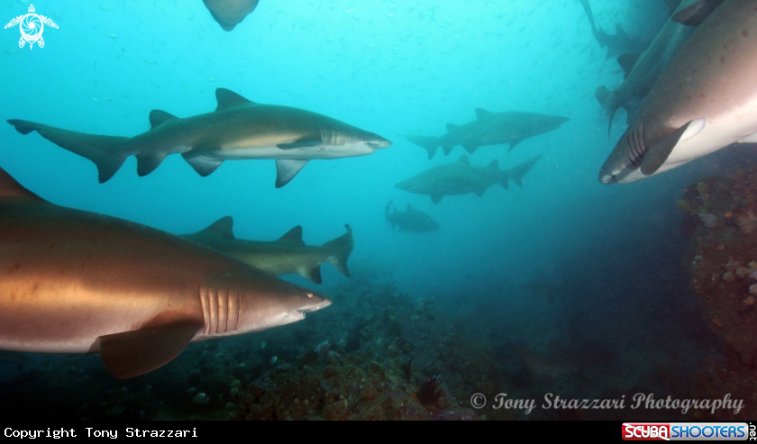 A Grey nurse shark