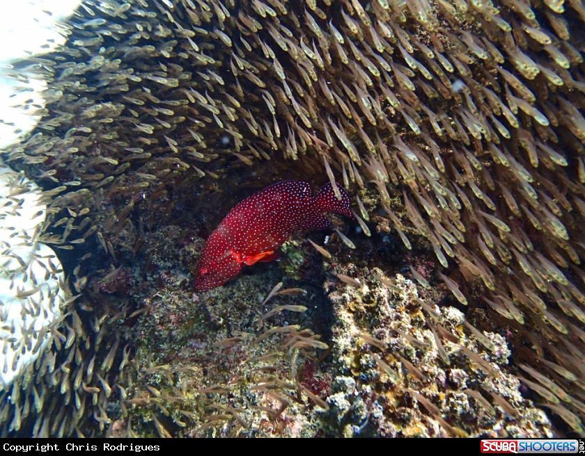 A Coral Trout (Coral Leopard Grouper) 