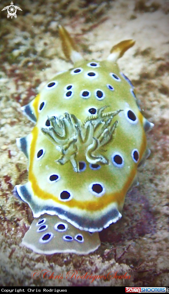 A Twin Sea Slug