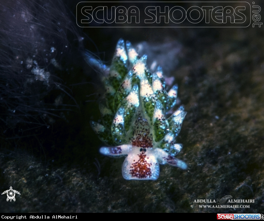 A Costasiella Sp