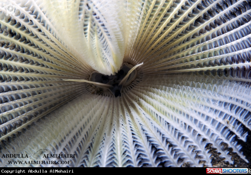 A Feather Duster Worm
