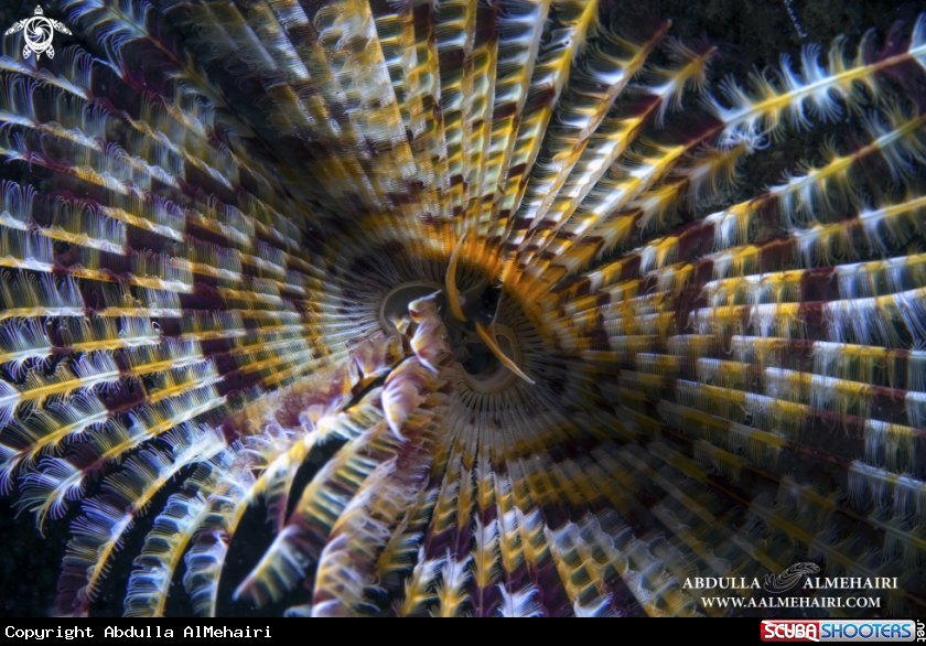 A Feather Duster Worm