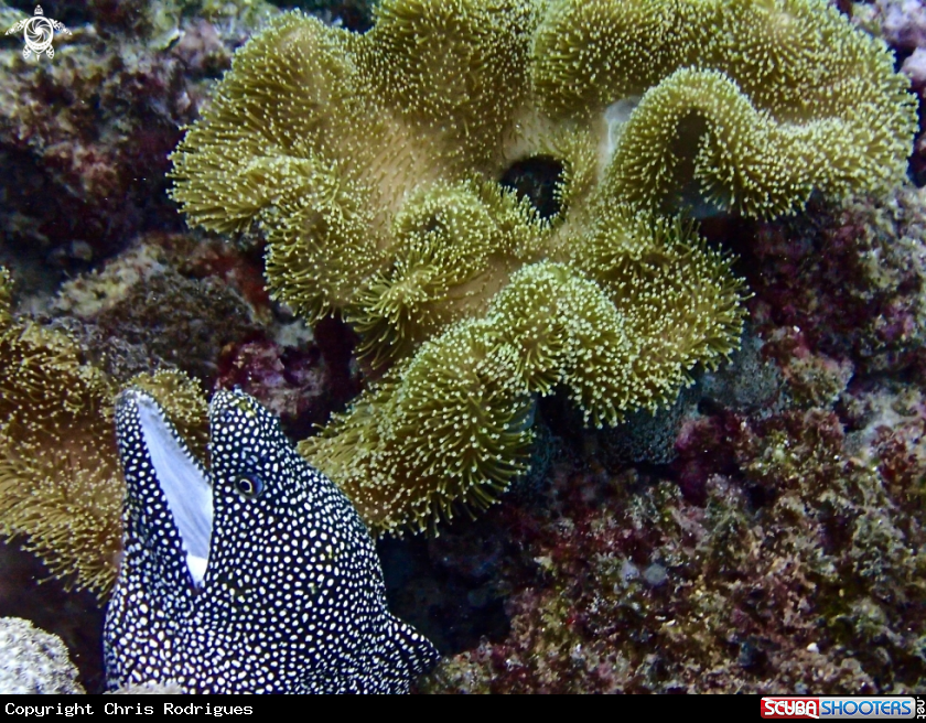 A Whitemouth Moray / Turkey Moray