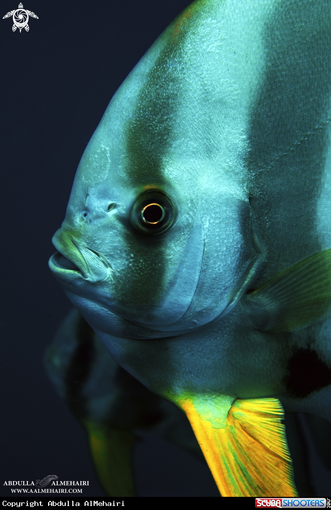A SpadeFish