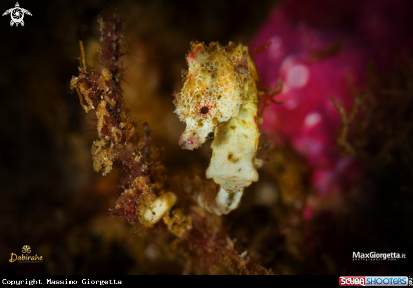 A pigmy sea horse pontohi