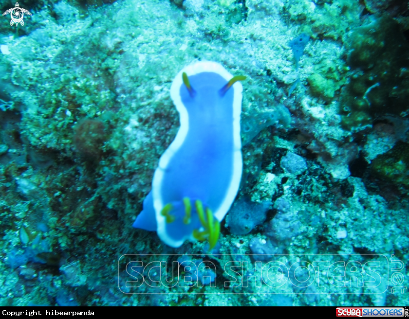 A Nudibranch