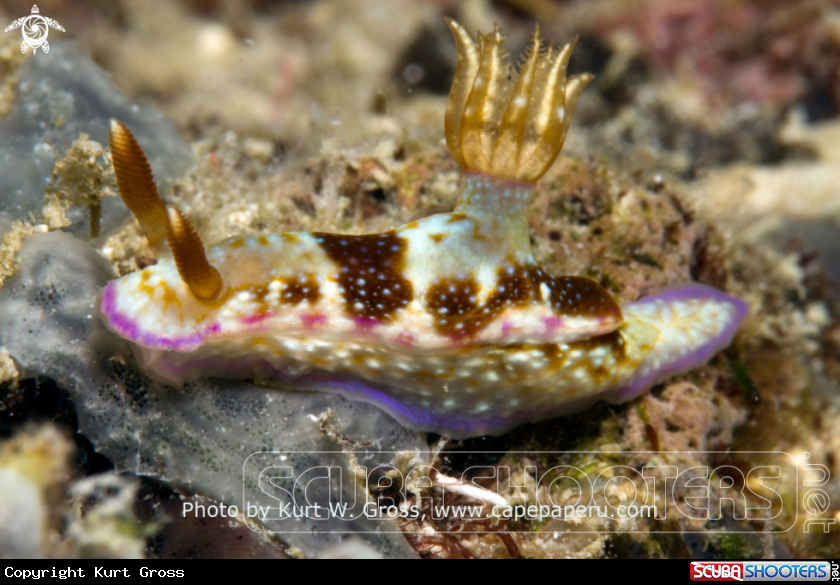 A Nudi