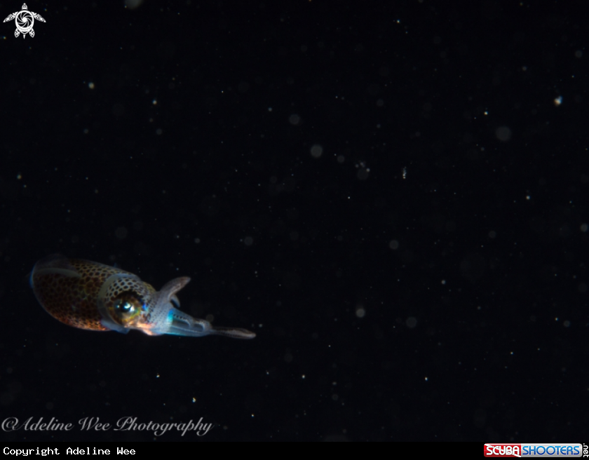 A Juvenile caribbean reef squid