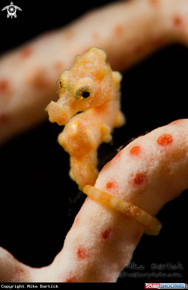 A Denise Pygmy Seahorse