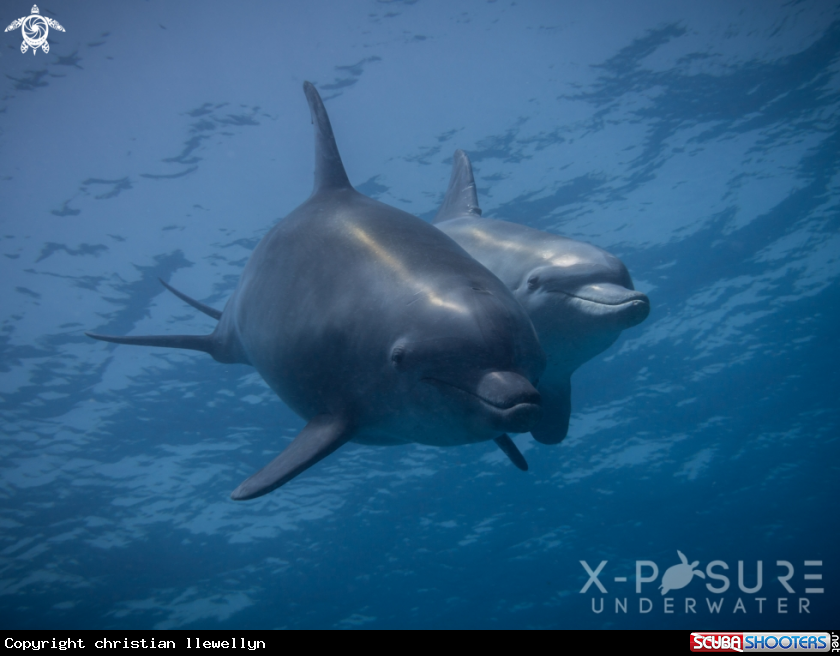 A Dolphin