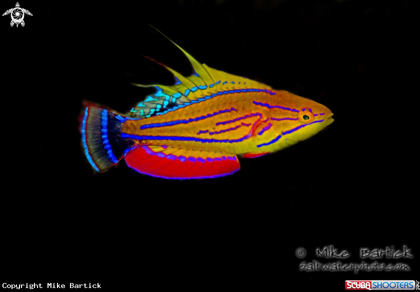 A Flasher wrasse