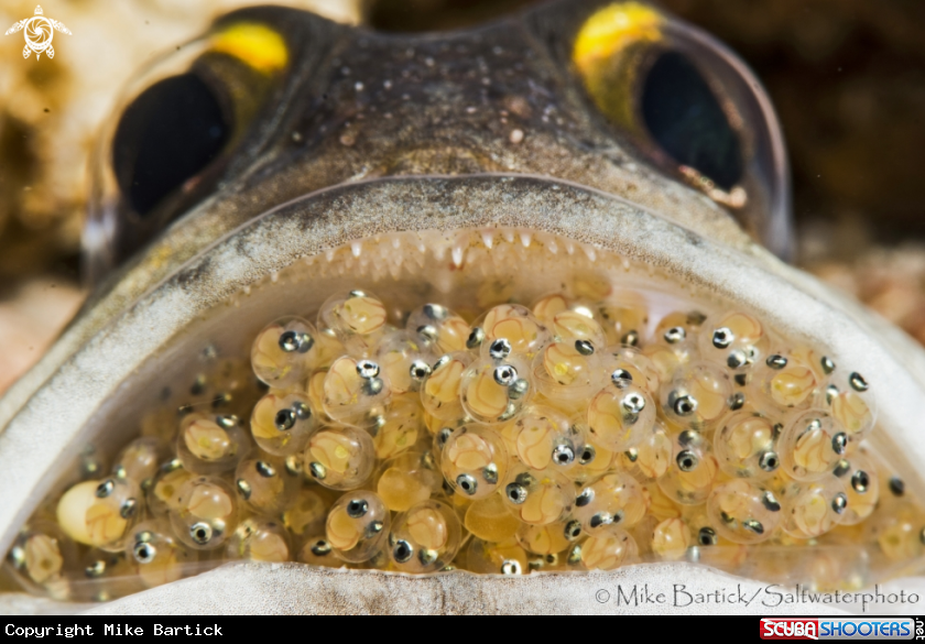 A Jawfish