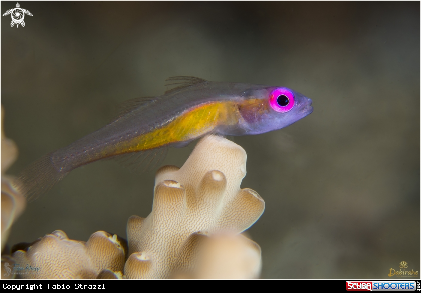 A Pink eye goby