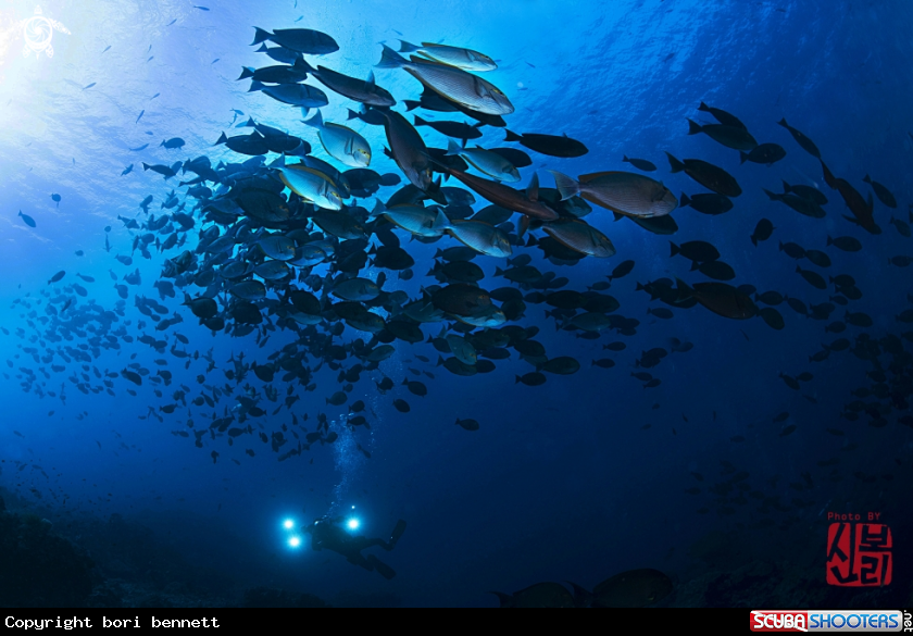 A school of fish 