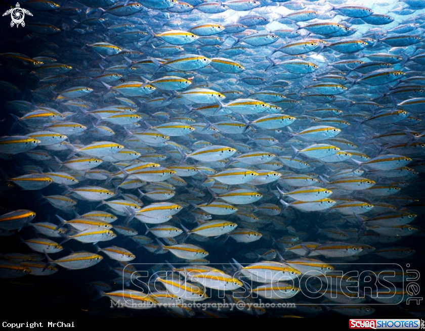 A yellow snapper