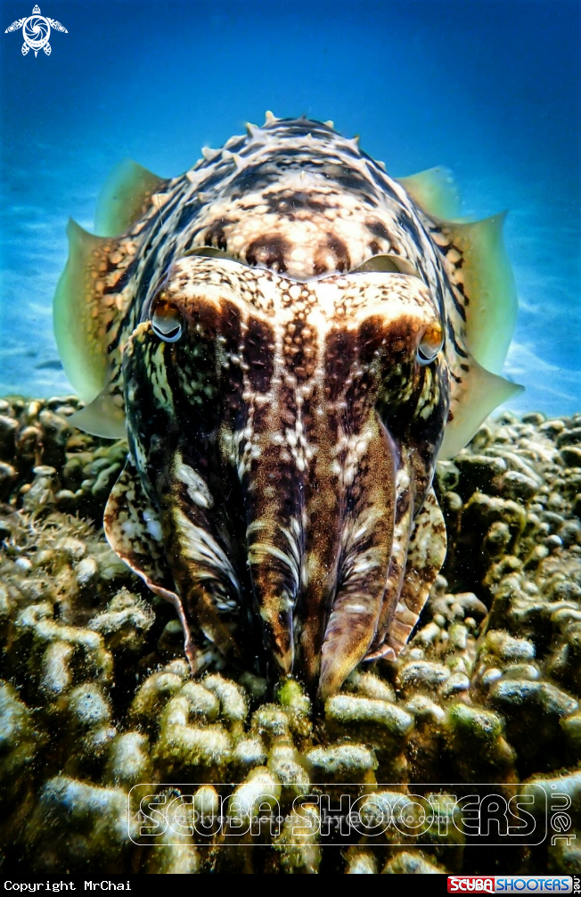A cuttle fish