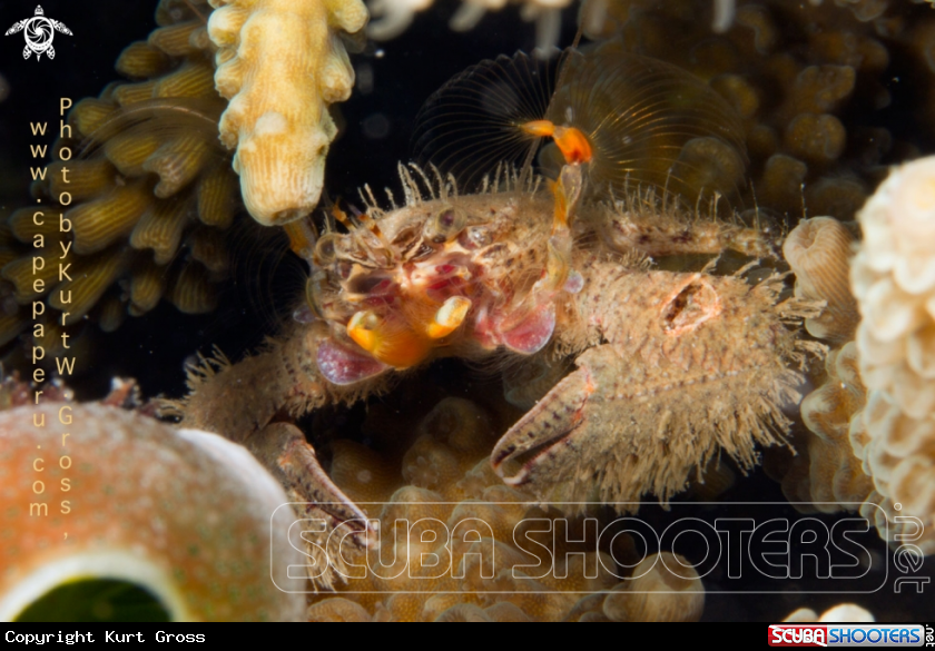 A Crab