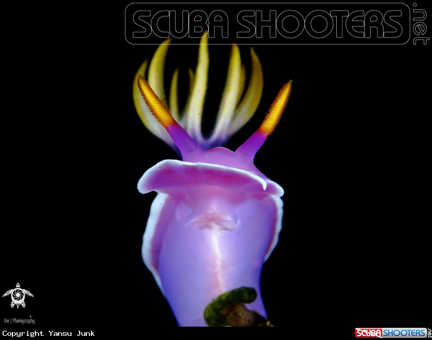 A Hypeselodoris
