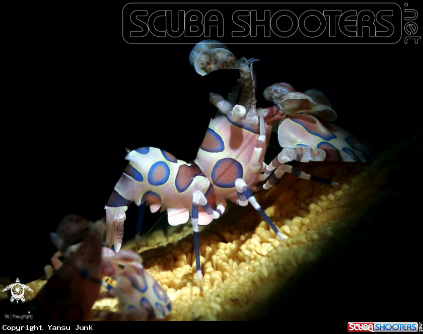 A harlequin shrimp