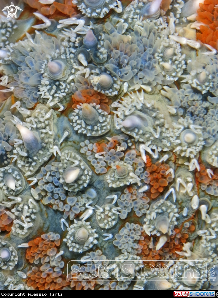A Stella marina