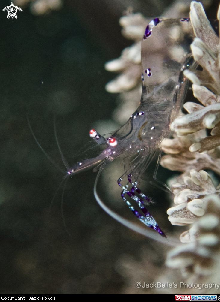 A Graceful anemone shrimp