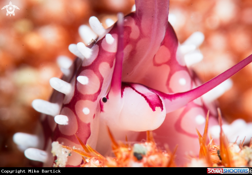 A Allied cowry
