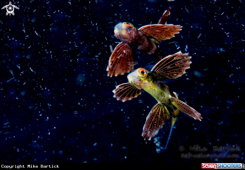 A Flying fish