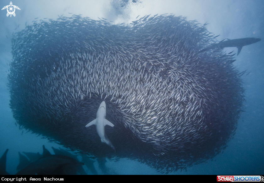 A Sardine Run