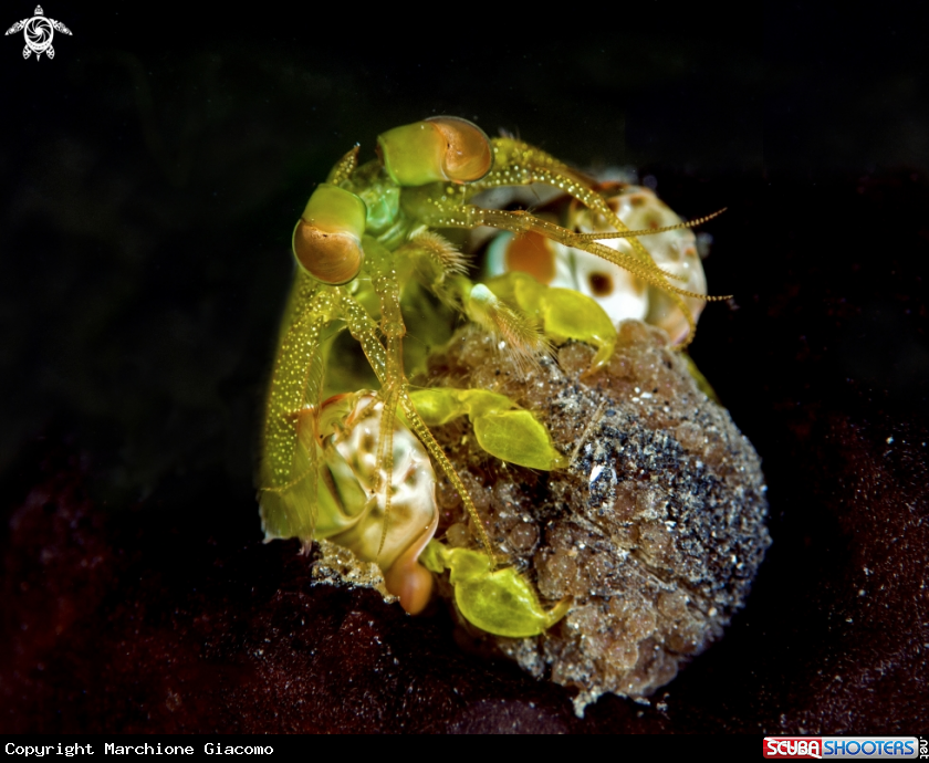 A Mantis shrimp
